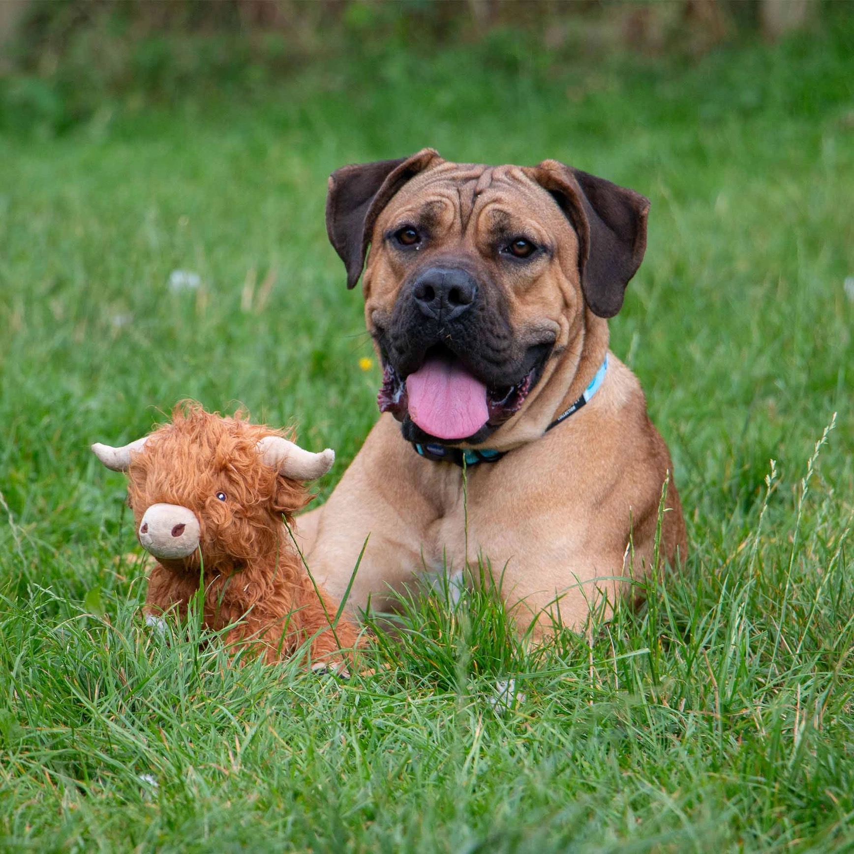 Highland Cow Dog Toy - Image 2