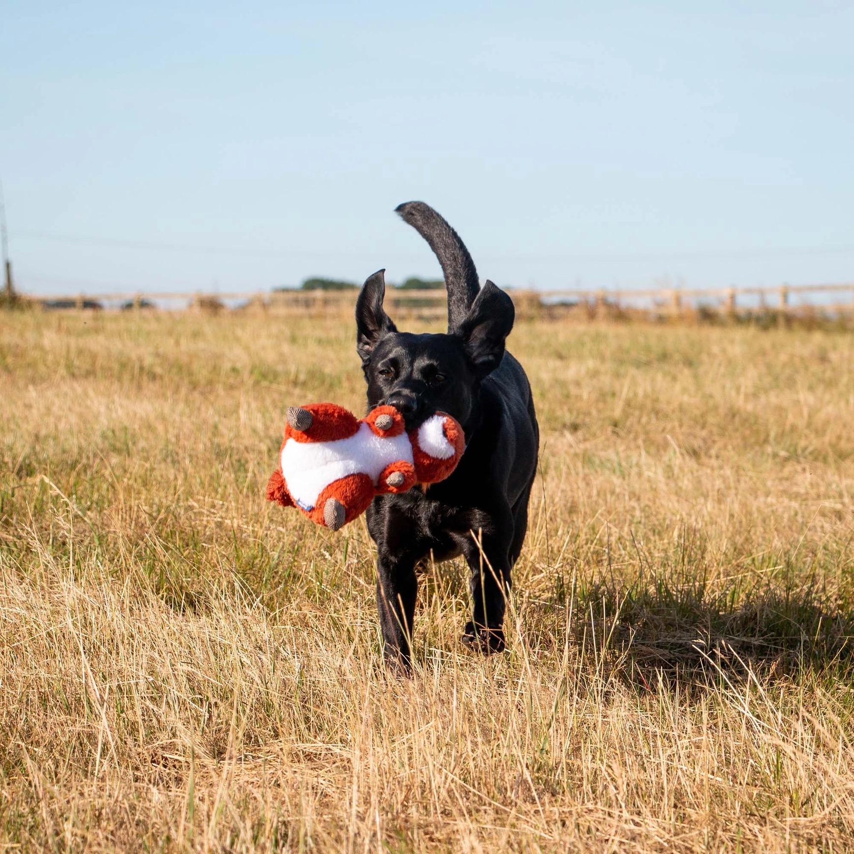Squirrel Dog Toy - Image 2