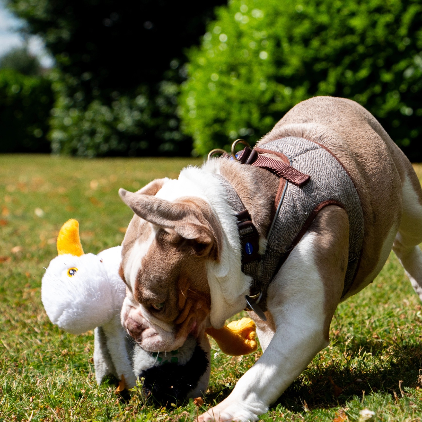 Seagull Dog Toy - Image 2