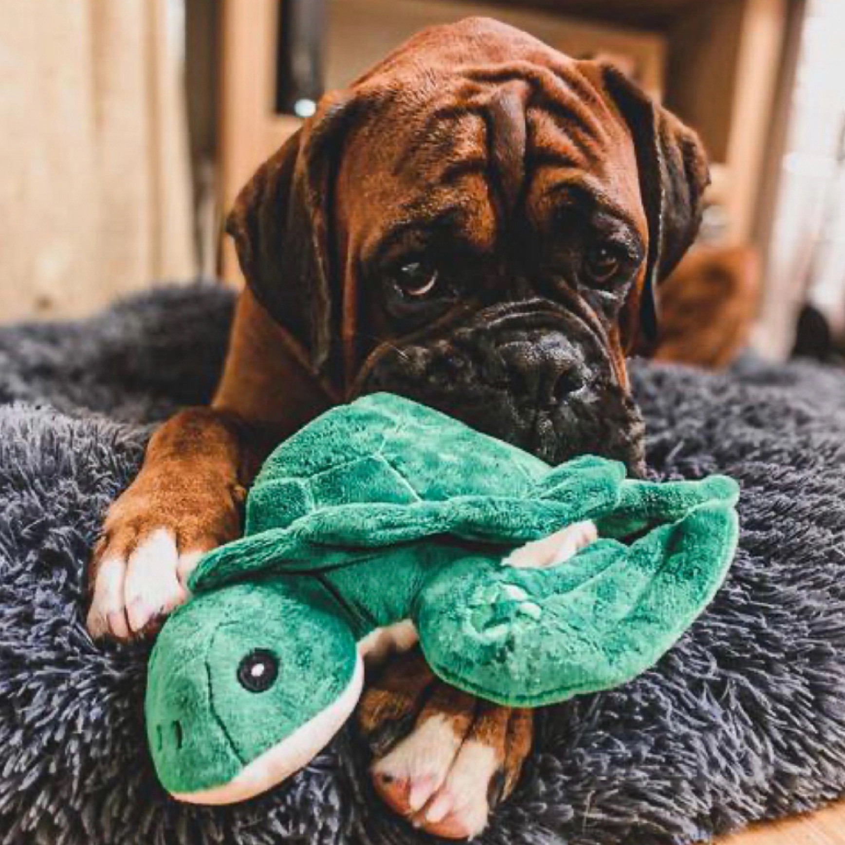 Turtle Dog Toy - Image 2